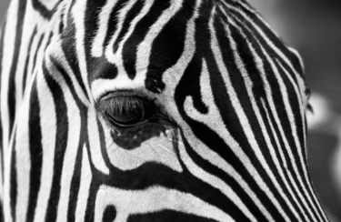 Zebra svartvitt foto