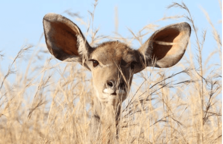 Afrika antilop